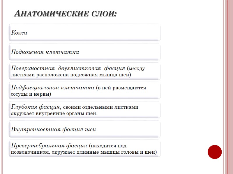 Анатомические слои: